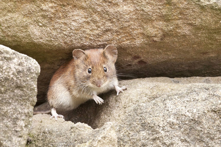 U Kozarskoj Dubici potvrđena tri slučaja mišje groznice