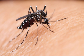 Epidemija denga groznice na Šri Lanki, najmanje 225 mrtvih