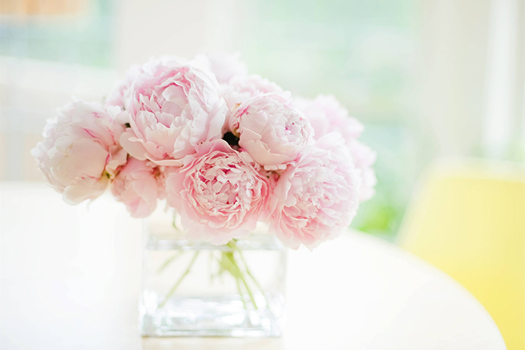 Božur - najraskošniji cvijet koji donosi sreću u ljubavi