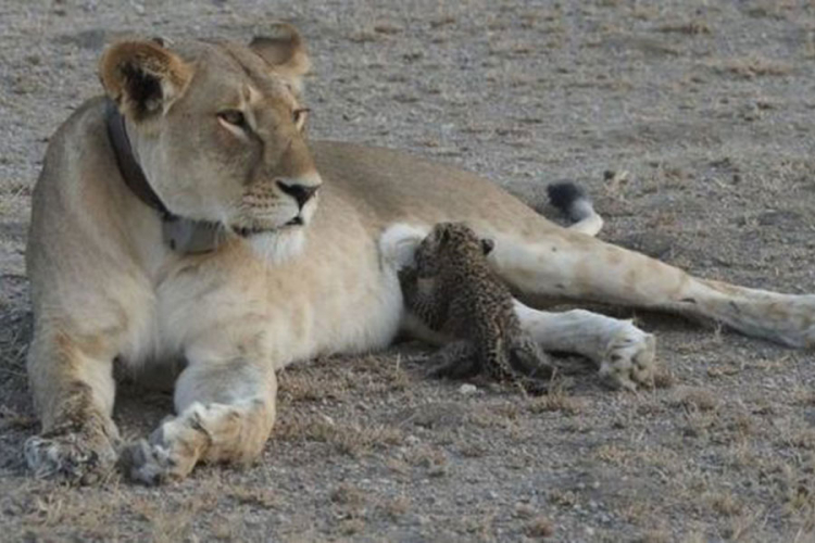 Lavica usvojila mladunče leoparda