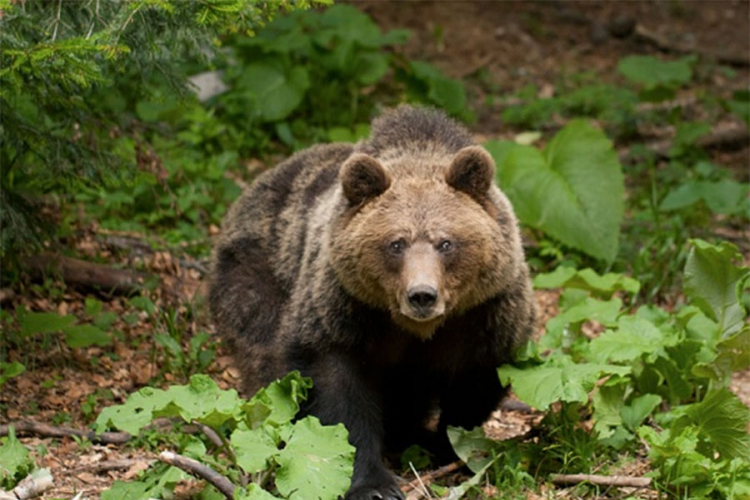 Medvjed nanio štetu domaćinstvu u Krupi na Vrbasu