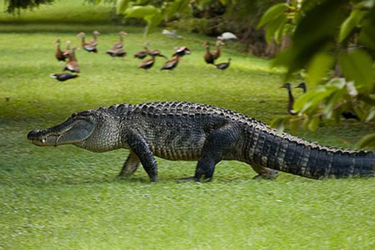 Vic dana: Aligator
