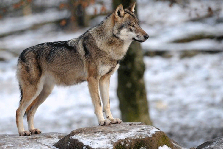 Francuska odobrila lov na vukove