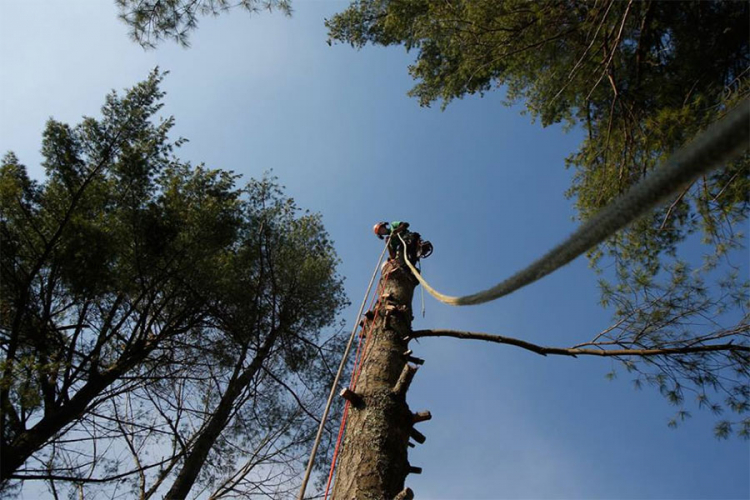 Prnjavorčanin poginuo prilikom obaranja stabla u šumi