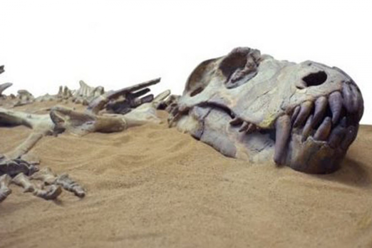 Pronađene kosti nove vrste dinosaurusa?