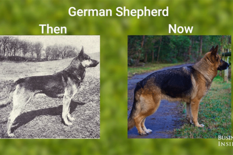 Ove rase pasa su prije sto godina izgledale potpuno drugačije