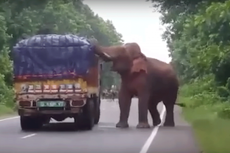 Slon zaustavio kamion, pa se poslužio krompirom