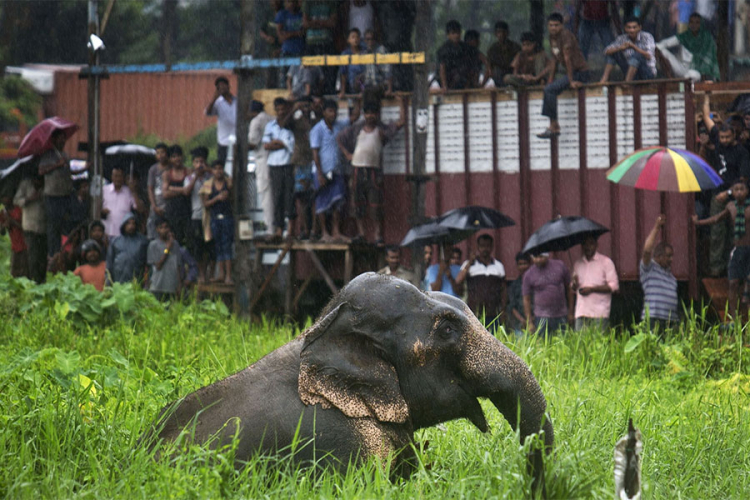 Slon usmrtio 15 ljudi po selima na istoku Indije