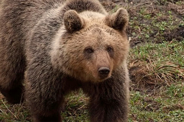 Medvjed napao svinju u Kneževu, alarmirani lovci