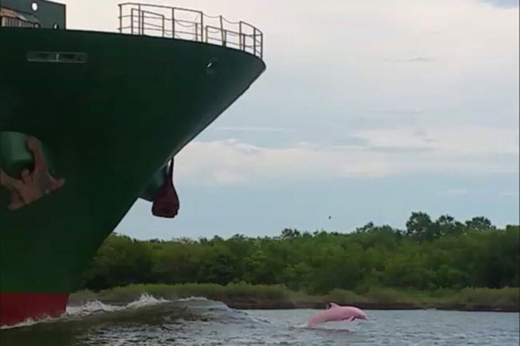 Primijećeni rijetki roze delfini kako plivaju ispred velikog broda