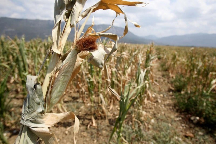 U Semberiji nedovoljno kiše za spas kukuruza