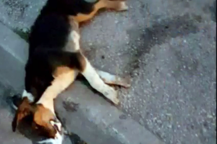 Masovno trovanje pasa u Tesliću: Otrov postavljaju na javne površine