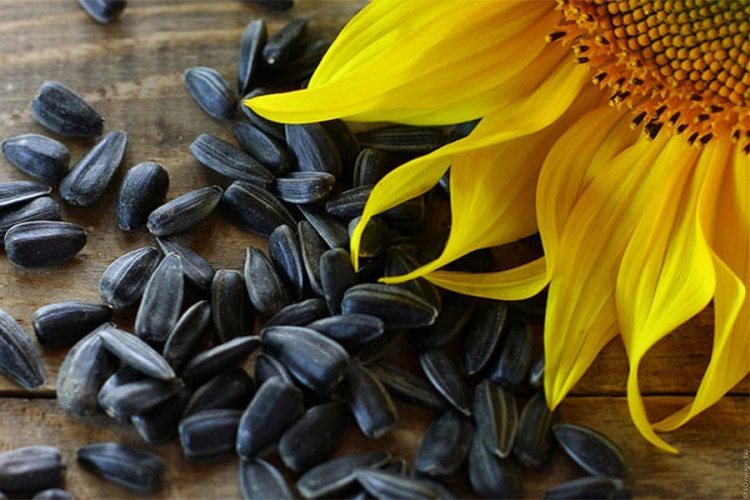 Šaka suncokretovih sjemenki za zdrav život
