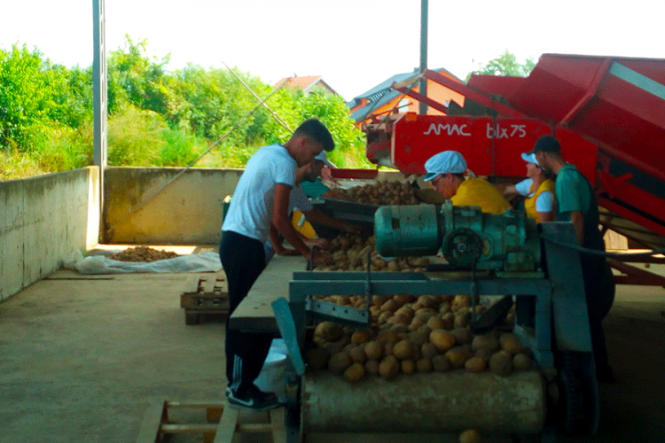 "Semberka" počela s otkupom prvih količina krompira i  povrća