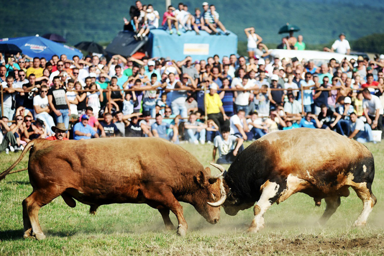 Više od 30 bikova boriće se za "Jablan"