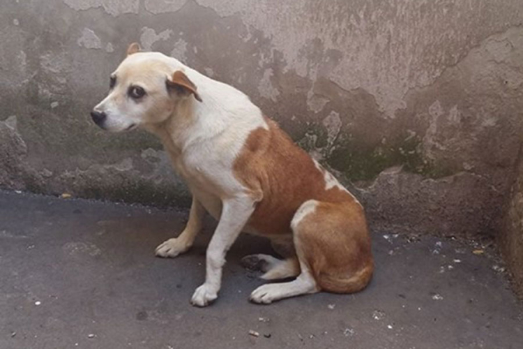 Monstruozno: U Zenici nepoznata osoba masovno siluje pse