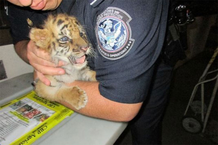 Tinejdžer pokušao u SAD prokrijumčariti mladunče bengalskog tigra