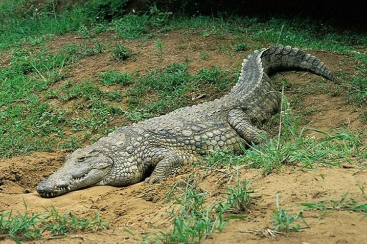 Krokodili u Ruandi ubili sedam ljudi