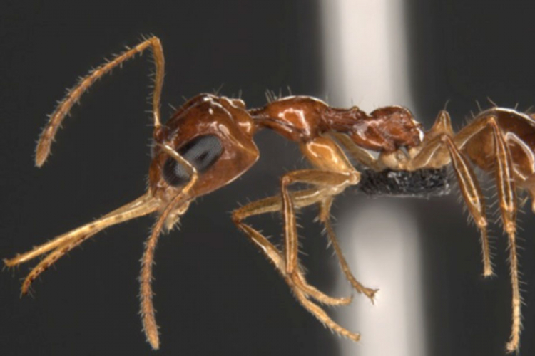 Zastrašujuće sposobnosti mrava za koje do sada nismo znali