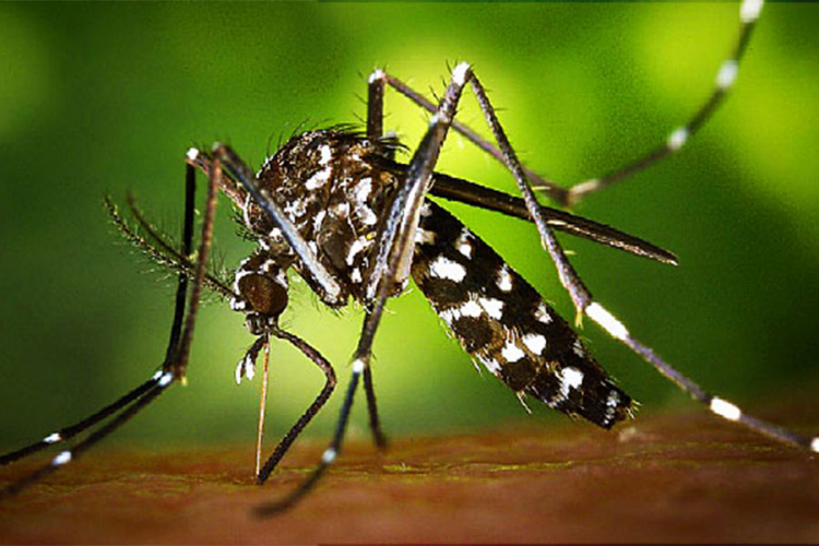 Zika virus razara ćelije karcinoma kod odraslih