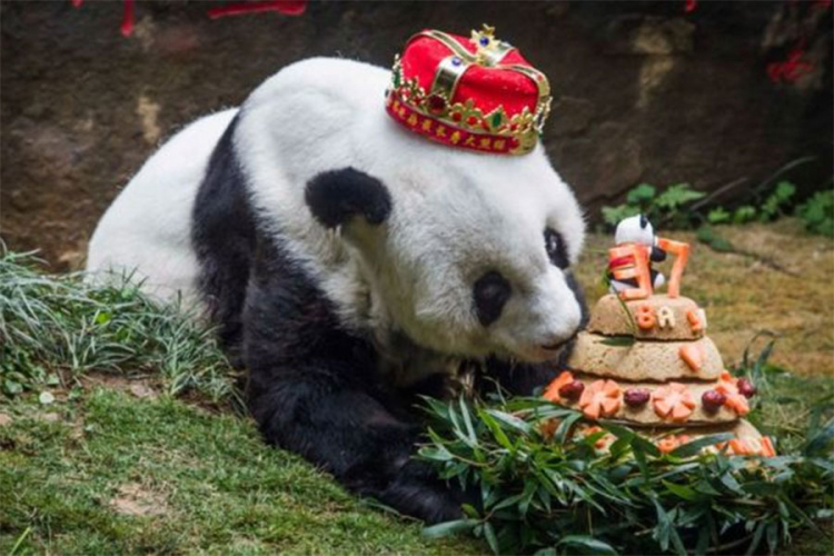 Umrla najstarija panda na svijetu