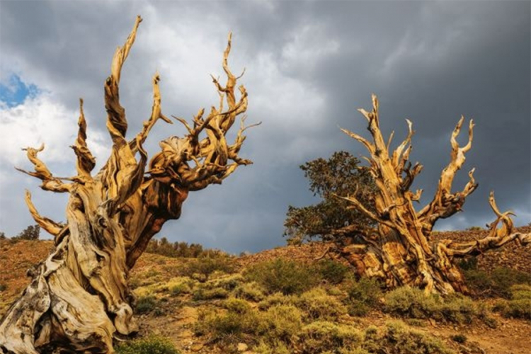 U opasnosti budućnost najdugovječnije vrste drveta u SAD