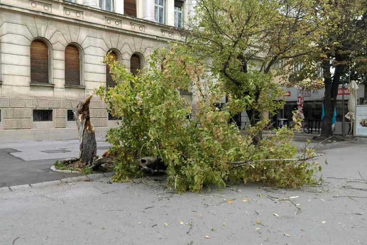 Vjetar oborio stablo u centru Banjaluke