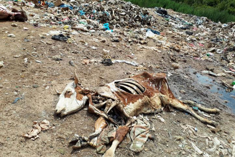 RS još nema sistem za odlaganje animalnog otpada: Trupove životinja zakopavaju na deponijama
