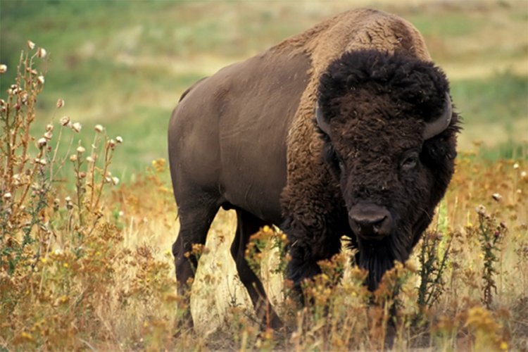 Nakon 250 godina prvi put primećen divlji bizon - i odmah ubijen