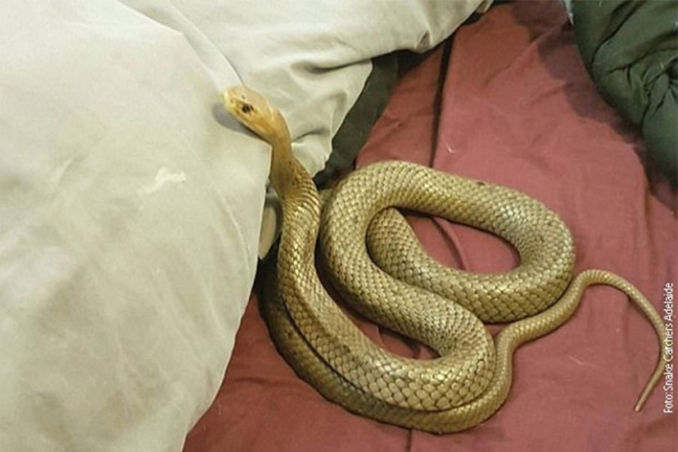 Drugu najotrovniju kopnenu zmiju našli u spavaćoj sobi