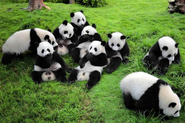 Broj džinovskih pandi raste, staništa sve manje