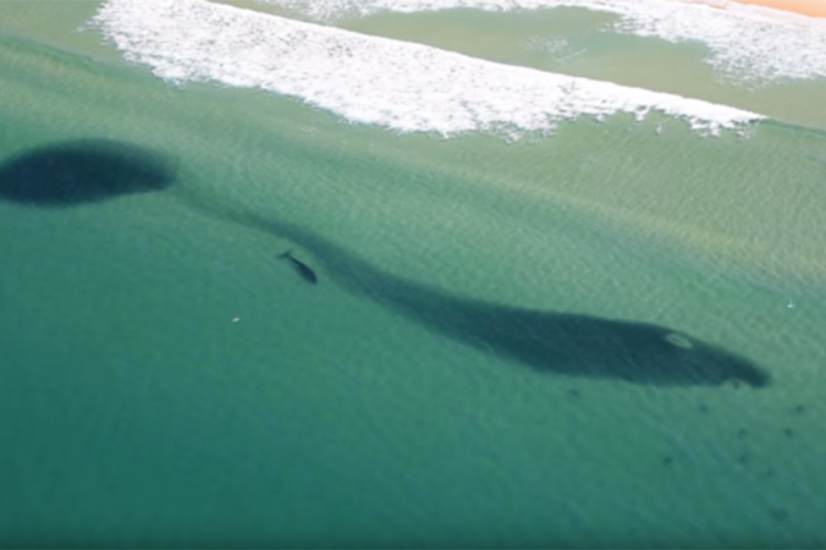 Zapanjujući prizor: Desetine ajkula plivaju kraj plaže