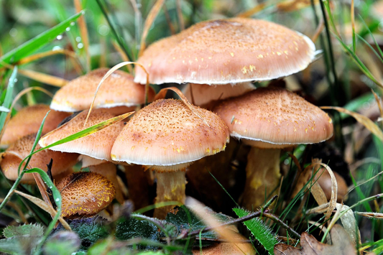 Tridesetak slučajeva trovanja gljivama