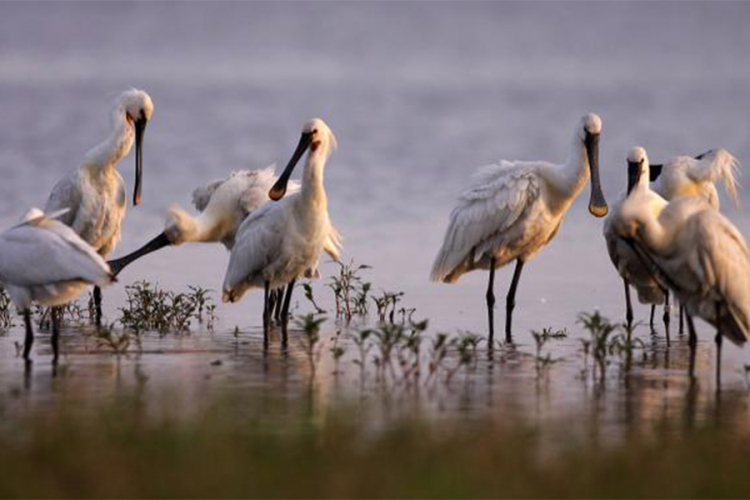 U Srbiji stradalo preko 220.000 divljih ptica