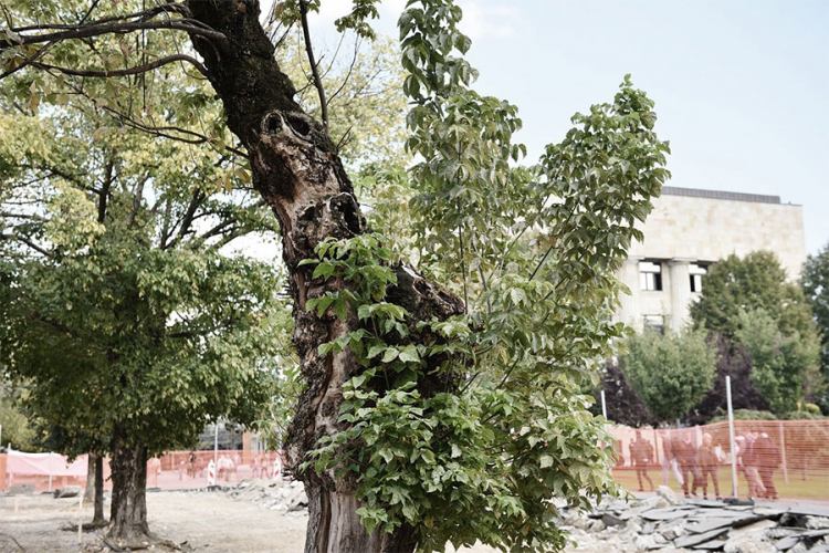 Uklonjena dva bolesna stabla u centru Banjaluke: Uskoro sadnja novog drvoreda