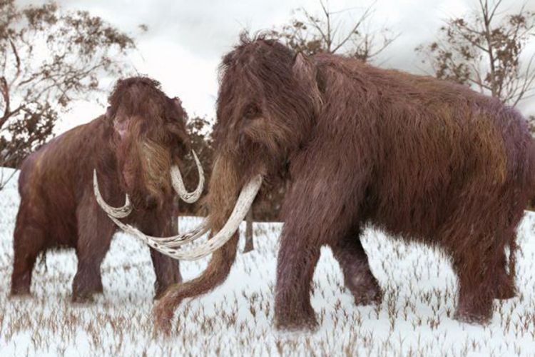 Ruski naučnici pokušavaju da ožive mamute