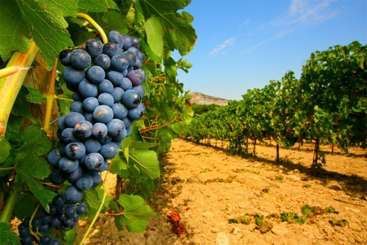 Proizvodnja vina u Francuskoj smanjena za petinu