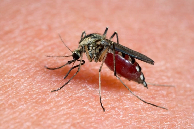 Pušteni GMO komarci koji sadrže smrtonosan gen