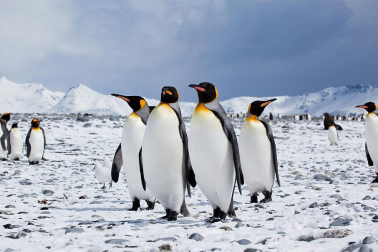 40.000 pingvina na Antarktiku umrlo od gladi