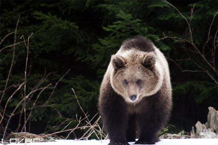 Uhvaćen najveći mrki medvjed na Balkanu