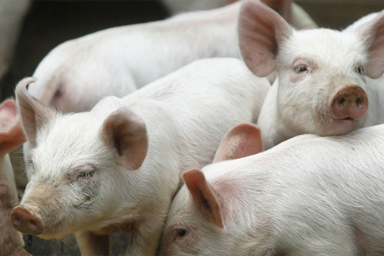 Rusija zabranila uvoz svinja iz EU i SAD-a