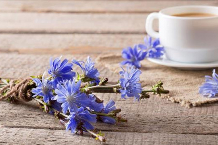Biljka koja zamjenjuje kafu i pomaže u mršavljenju