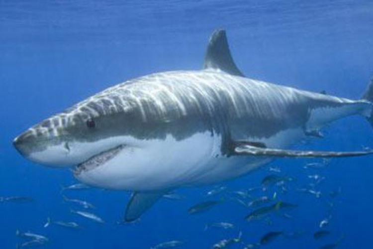 Veliki bijeli morski pas snimljen u Jadranskom moru