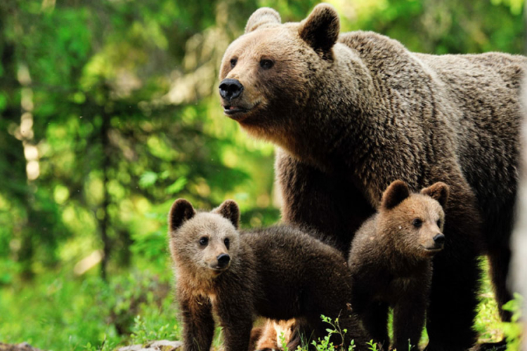 Lovci i mještani jure medvjede kod Bihaća