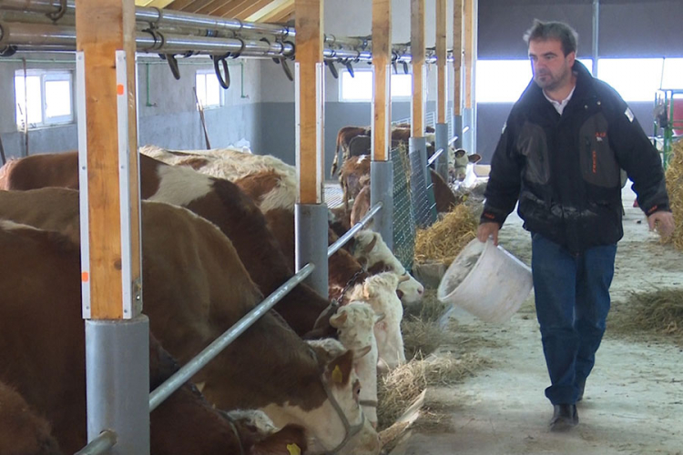 Sanjanin investirao u rodni kraj: Kapitalom iz Švedske digao farmu krava
