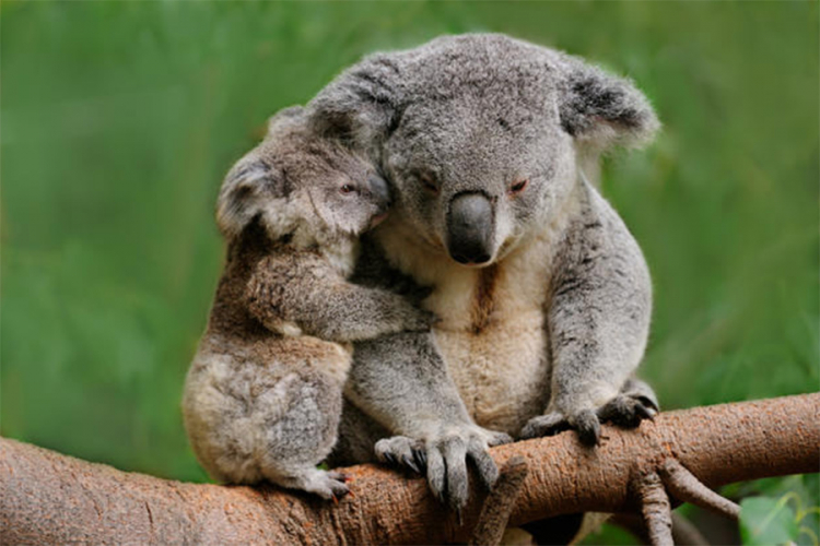 Do 2040. koala možda više neće biti