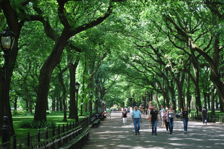 Zašto gradsko drveće raste brže od onoga u divljini?