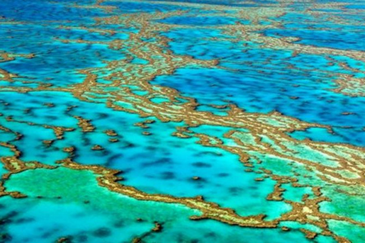Naučnici prebacili dio korala sa Velikog koralnog grebena