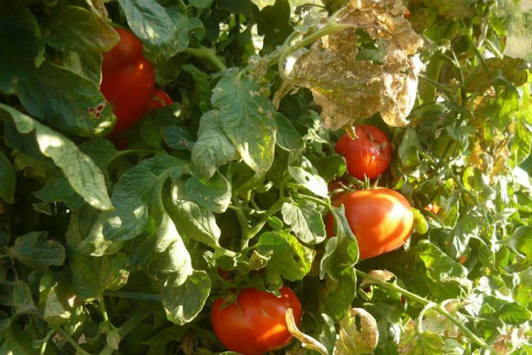 Trebinjski paradajz jabučar i boranija roga na listi zaštićenih proizvoda