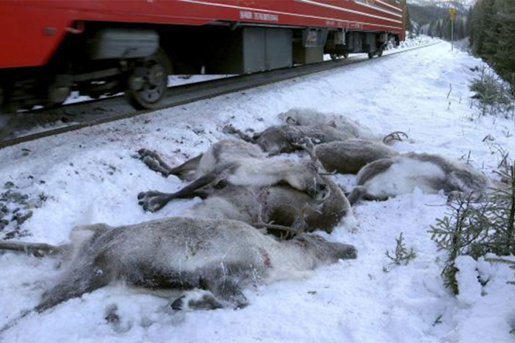 Nova nesreća u Norveškoj, voz ubio 17 irvasa